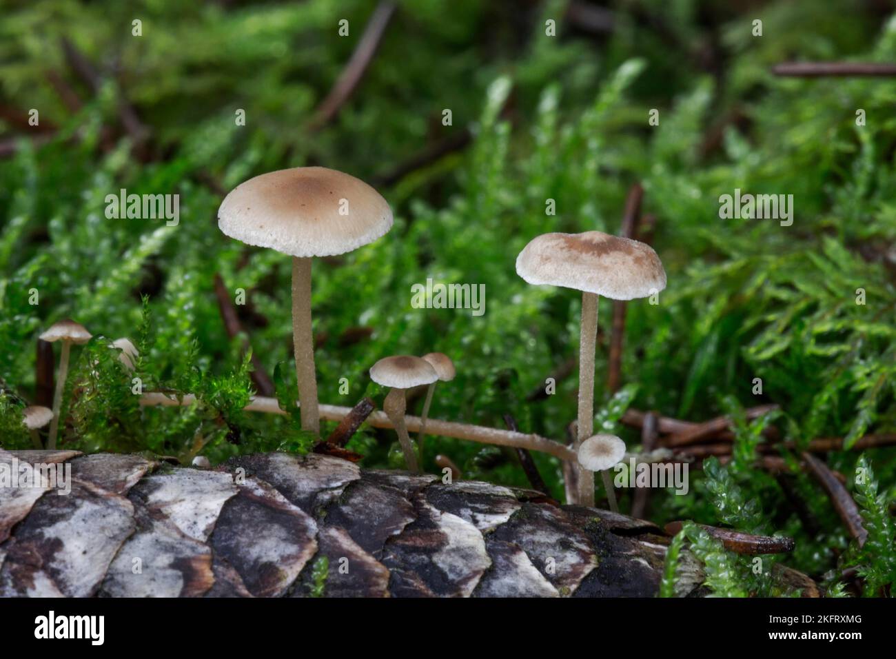 Conifer cone cap (Baeospora myosura), lamellar fungus on spruce cones, BadenWürttemberg