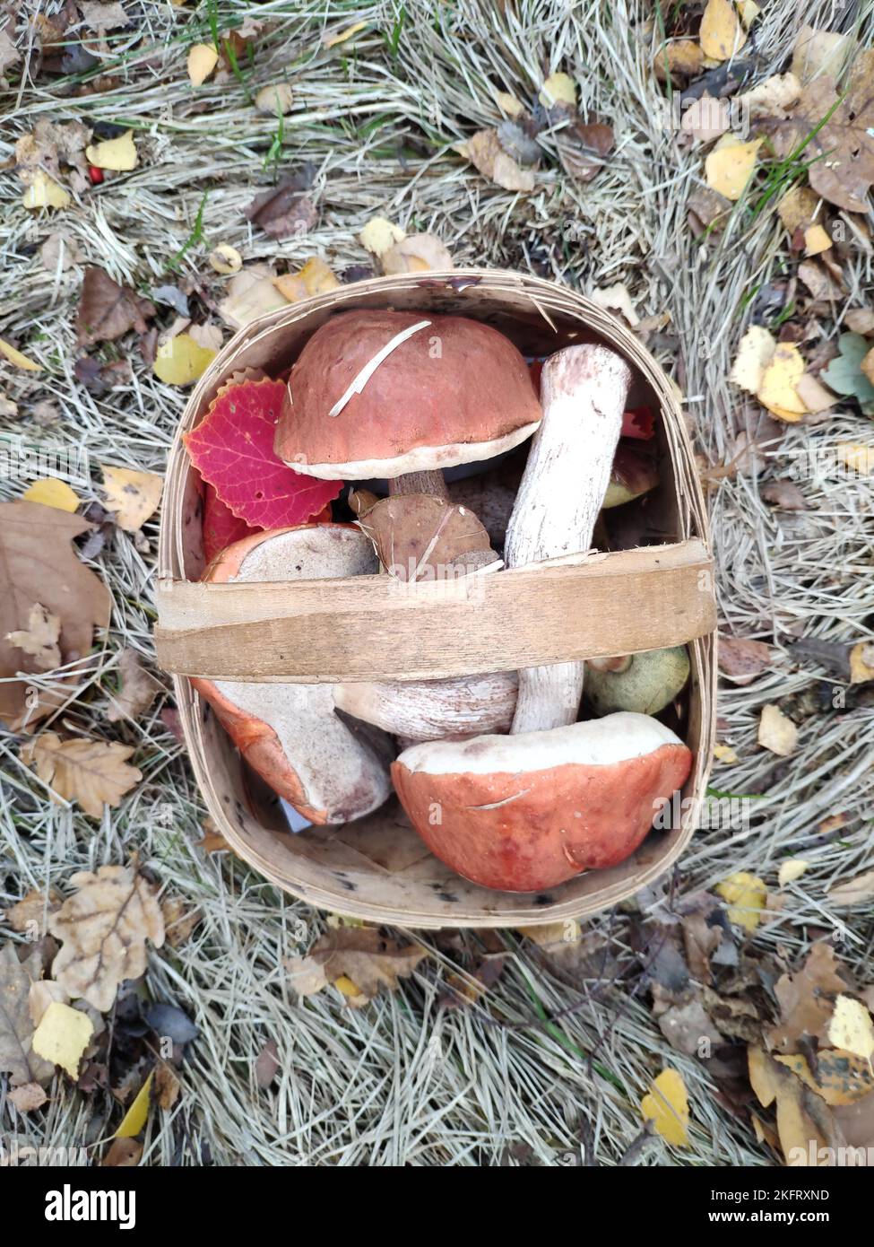 Mushroom harvest, Saxony, Germany, Europe Stock Photo