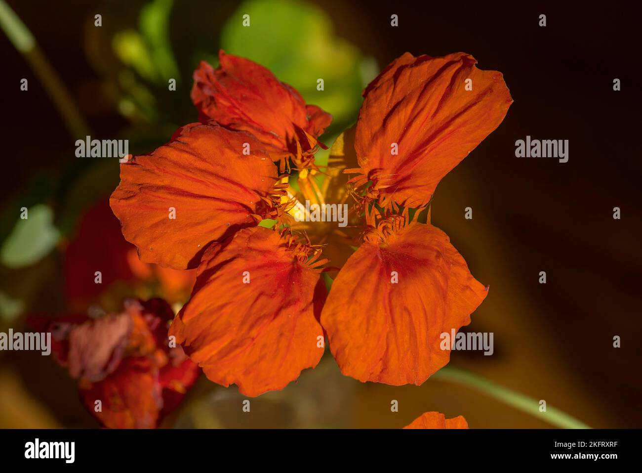 Flower of a small nasturtium (Tropaeolum minus), Bavaria, Germany, Europe Stock Photo
