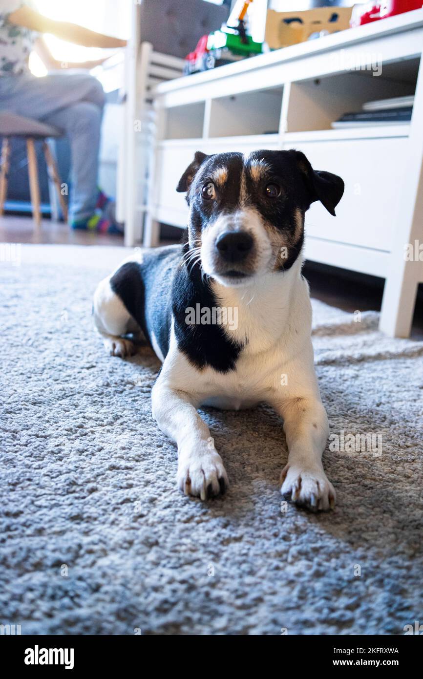 Portrait of a senior male Jack Russell Terrier lies on the carpet floor and rests in the sun lights Stock Photo