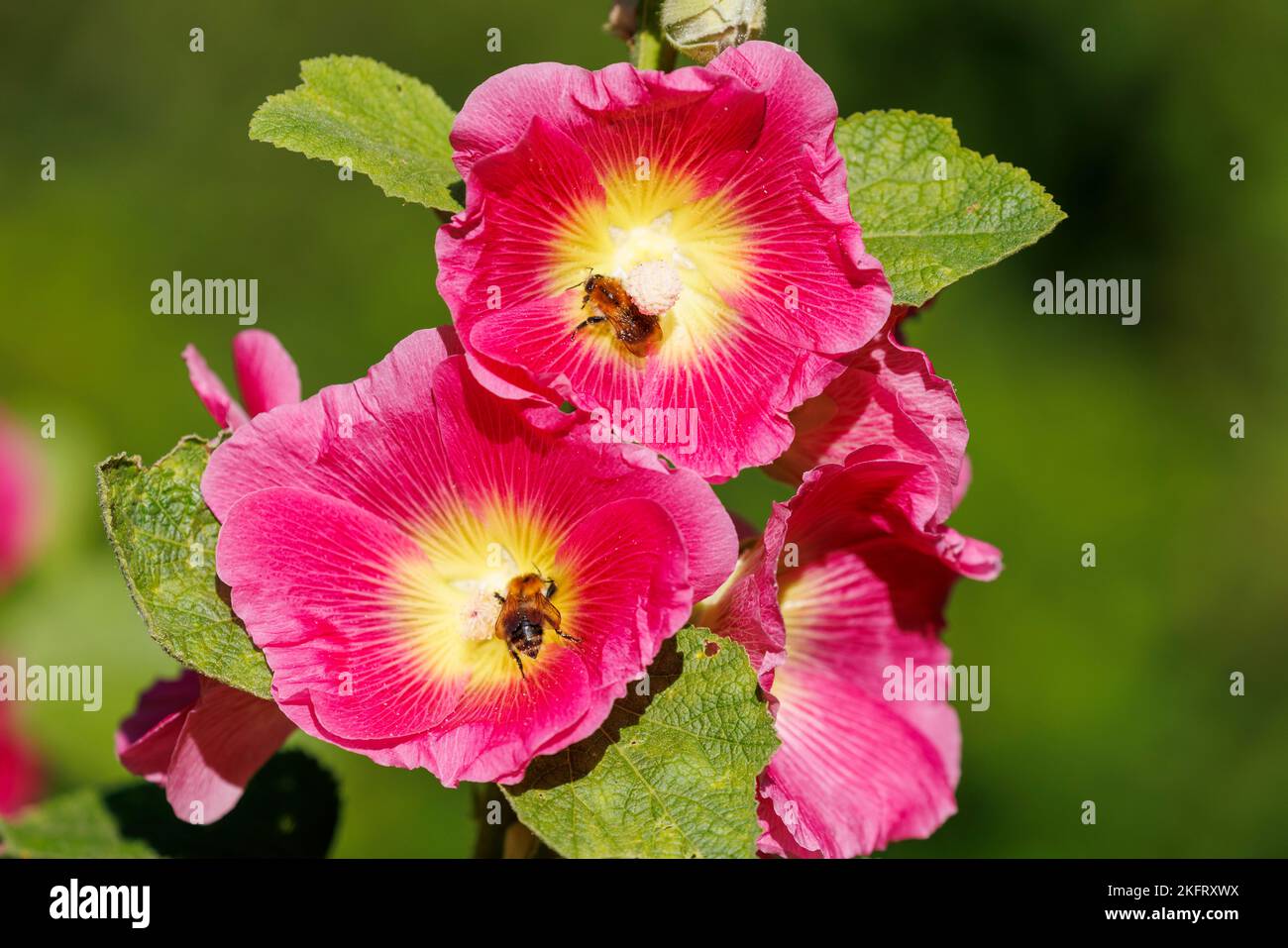 Common hollyhock (Alcea rosea), Germany, Europe Stock Photo