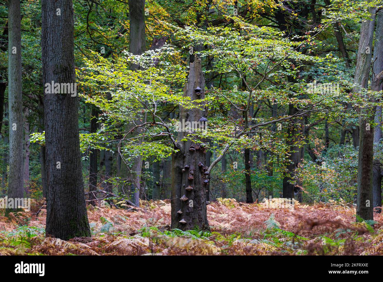 Autumn in the Buchholz Forest, Mönchengladbach, Germany, Europe Stock Photo