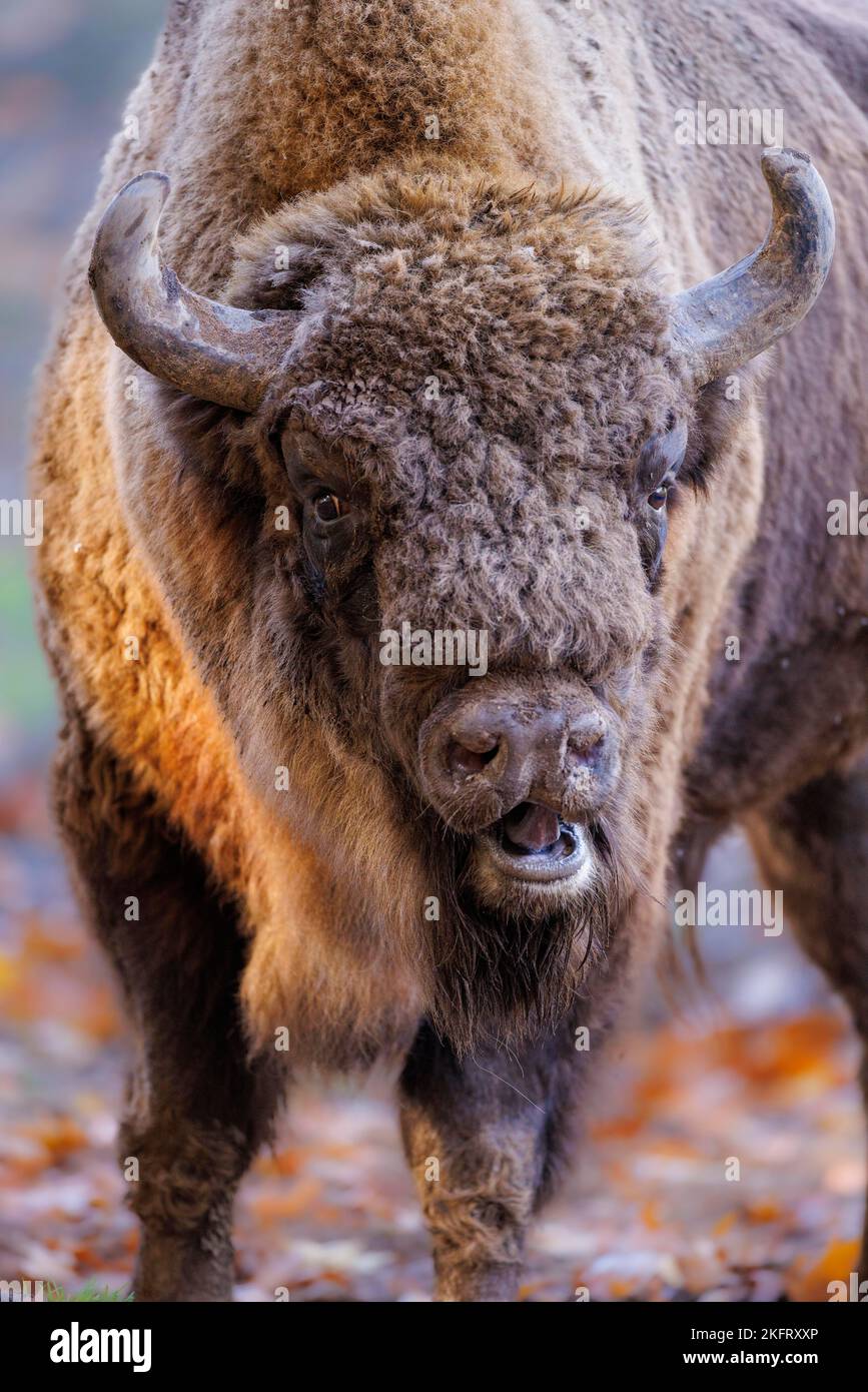 European bison (Bos bonasus), Germany, Europe Stock Photo