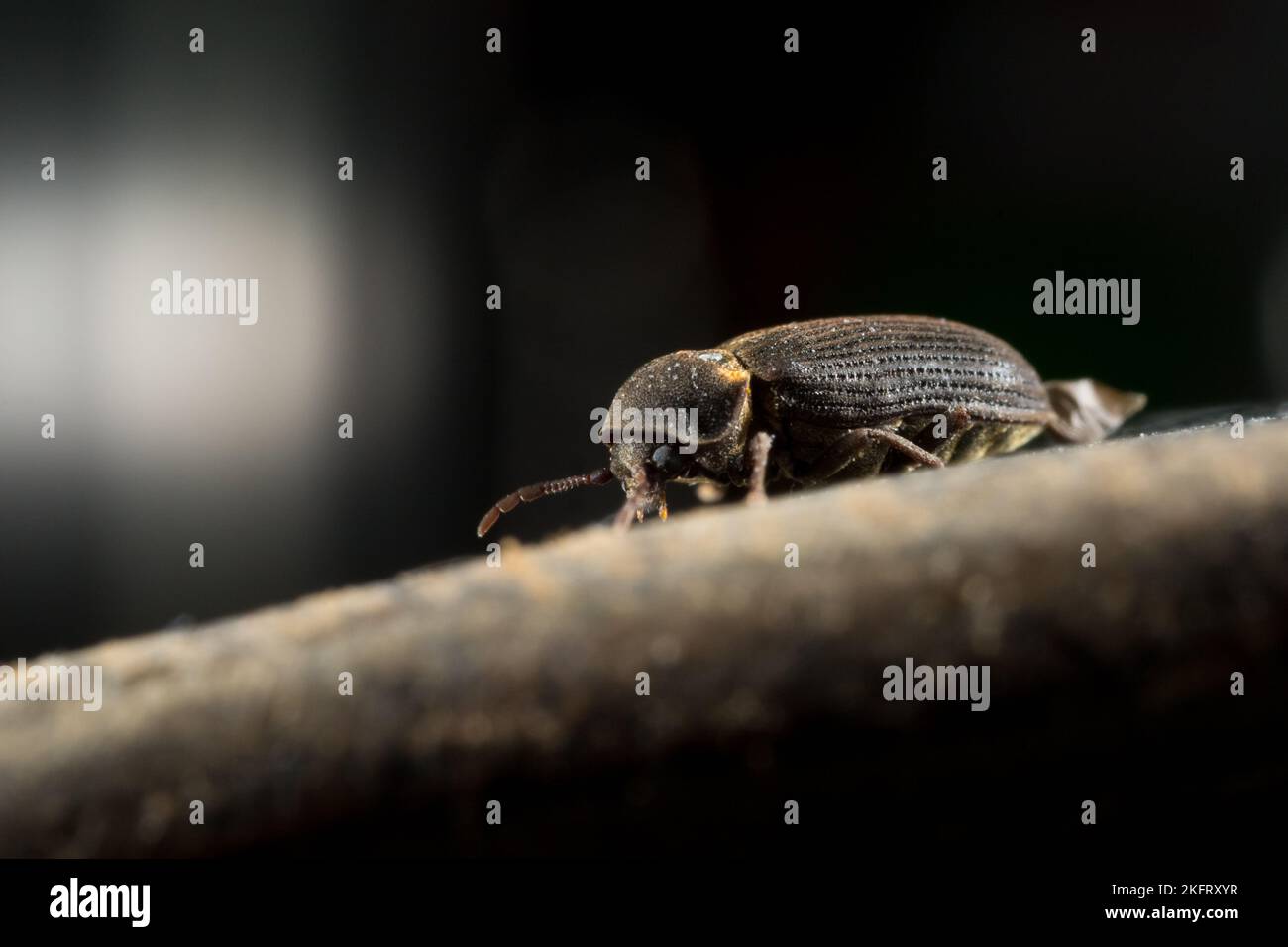 Woodboring beetle (Hadrobregmus pertinax), a common household pest ...