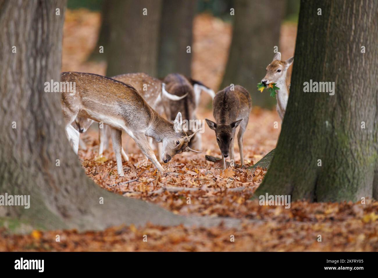 Fallow deer (Dama dama), Germany, Europe Stock Photo
