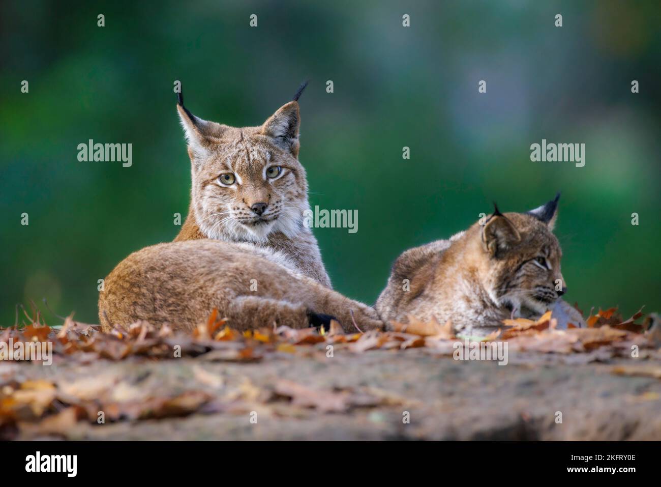Eurasian lynx (Lynx lynx), Germany, Europe Stock Photo