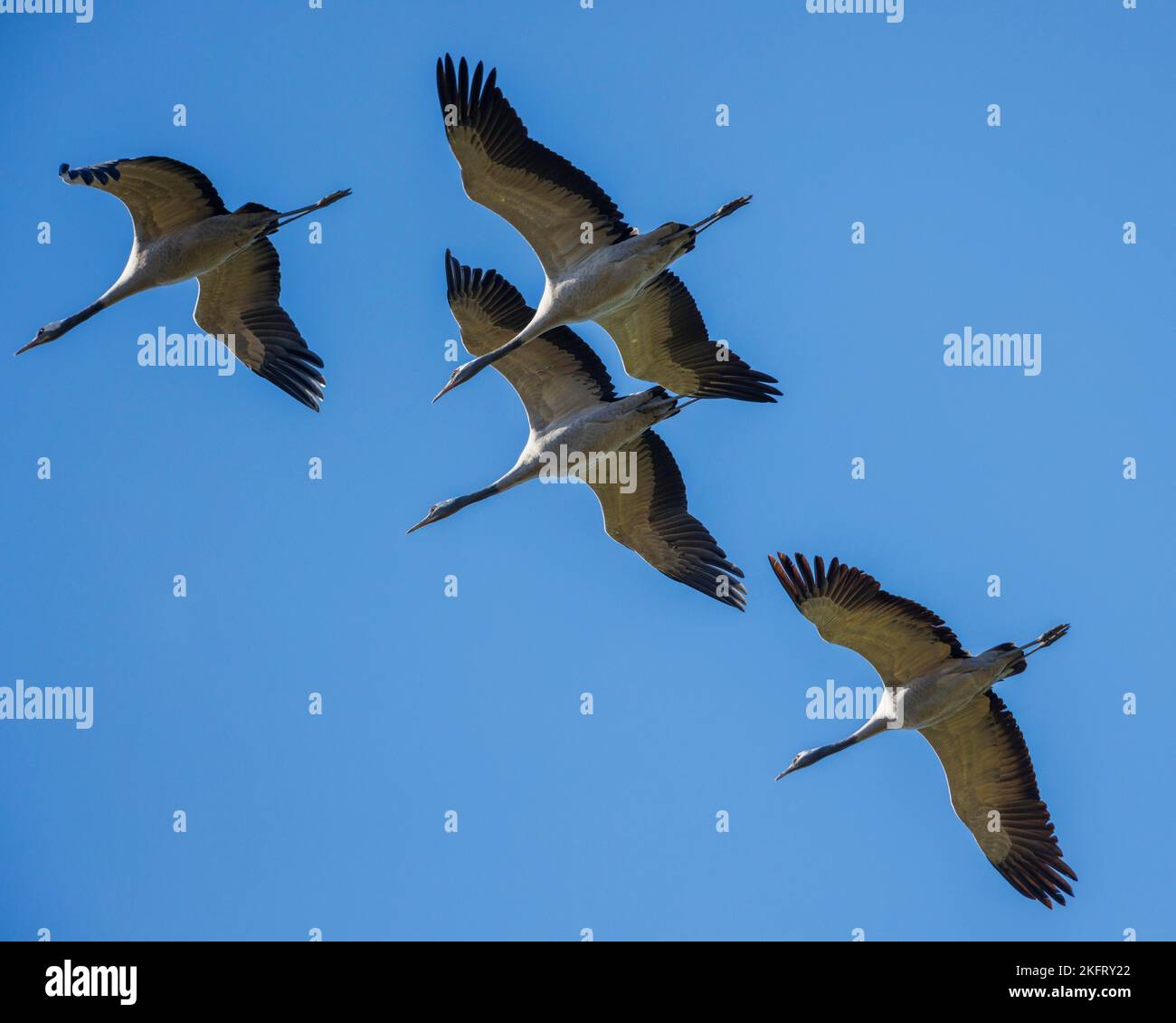 Common crane (Grus grus), Zingst Peninsula, Mecklenburg-Western Pomerania, Germany, Europe Stock Photo
