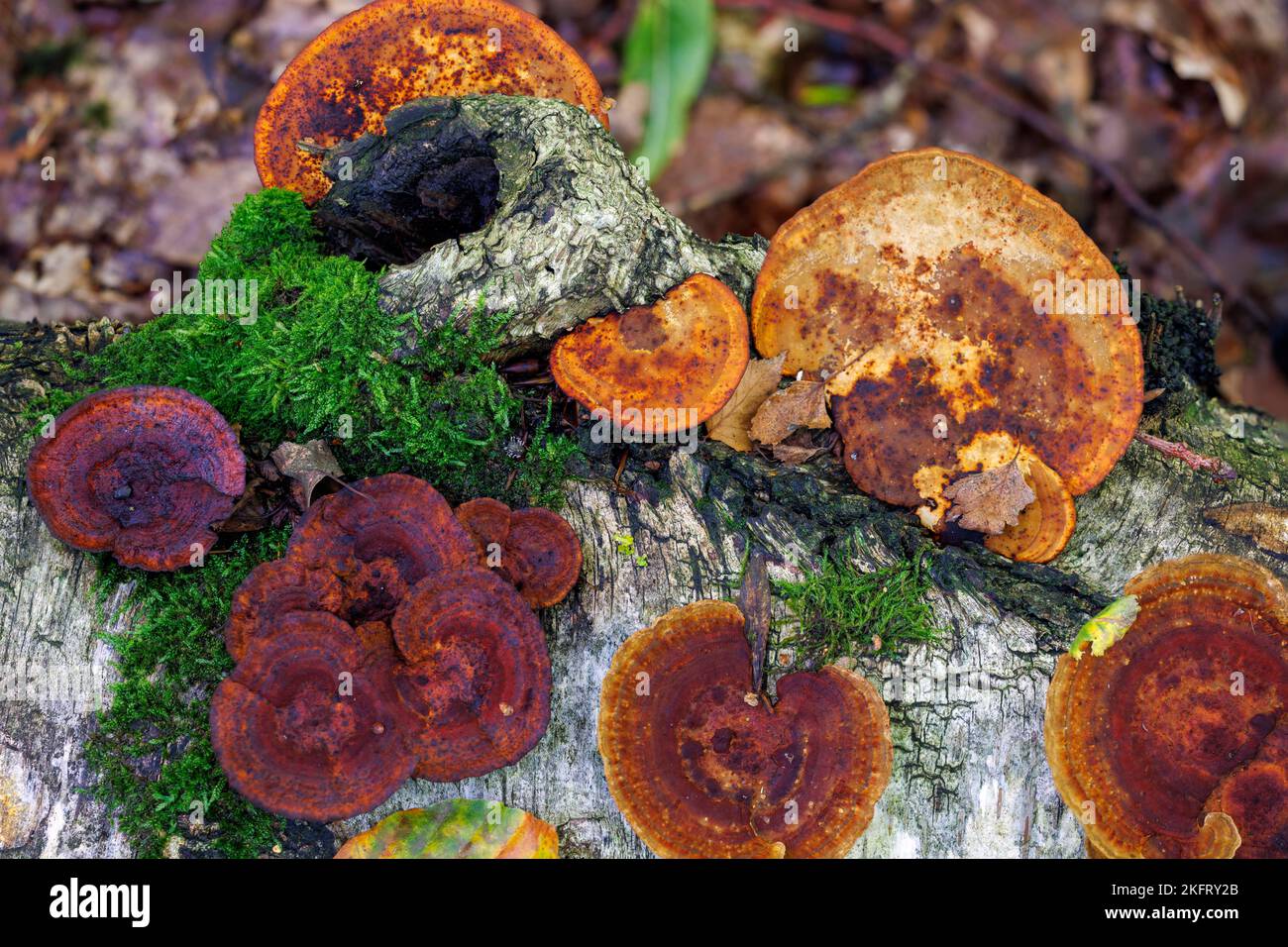 Mushroom community on birch trunk, Germany, Europe Stock Photo