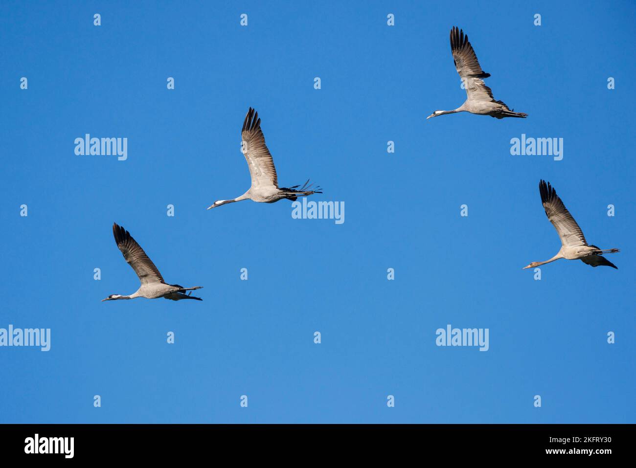 Common crane (Grus grus), Zingst Peninsula, Mecklenburg-Western Pomerania, Germany, Europe Stock Photo