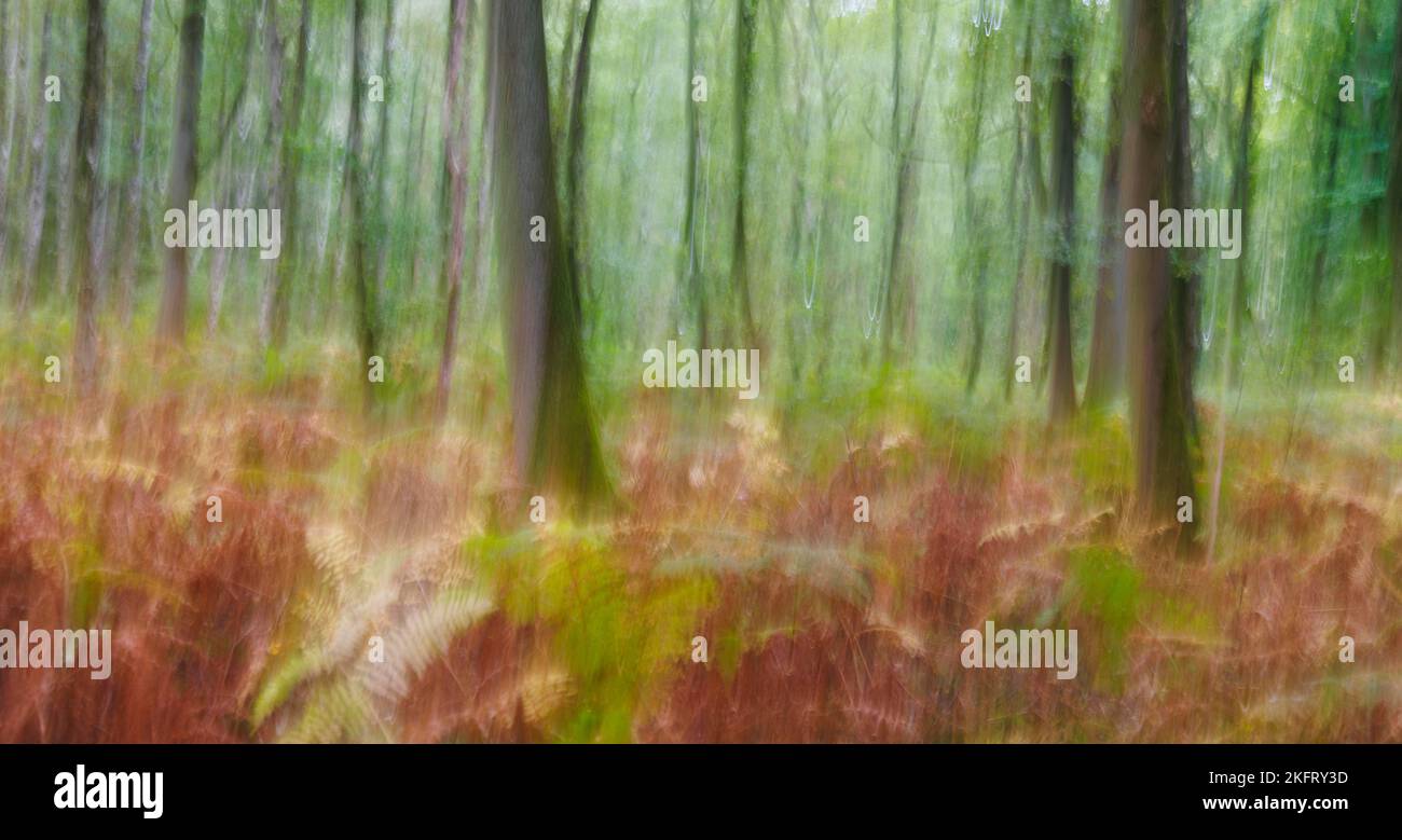 Forest Portrait (ICM), Germany, Europe Stock Photo