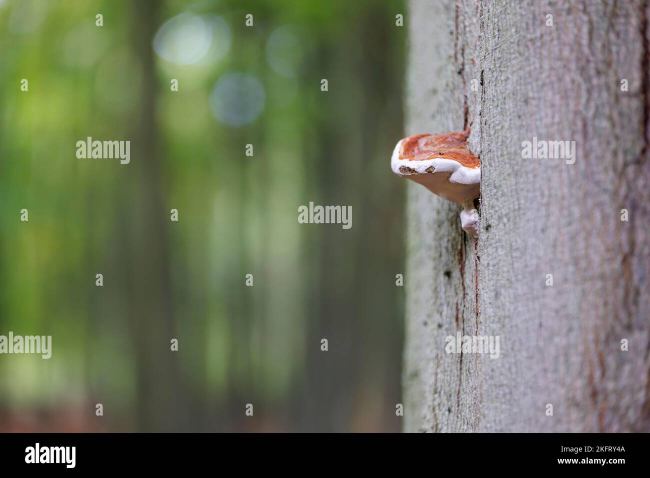 Dry rot on a beech tree, Germany, Europe Stock Photo