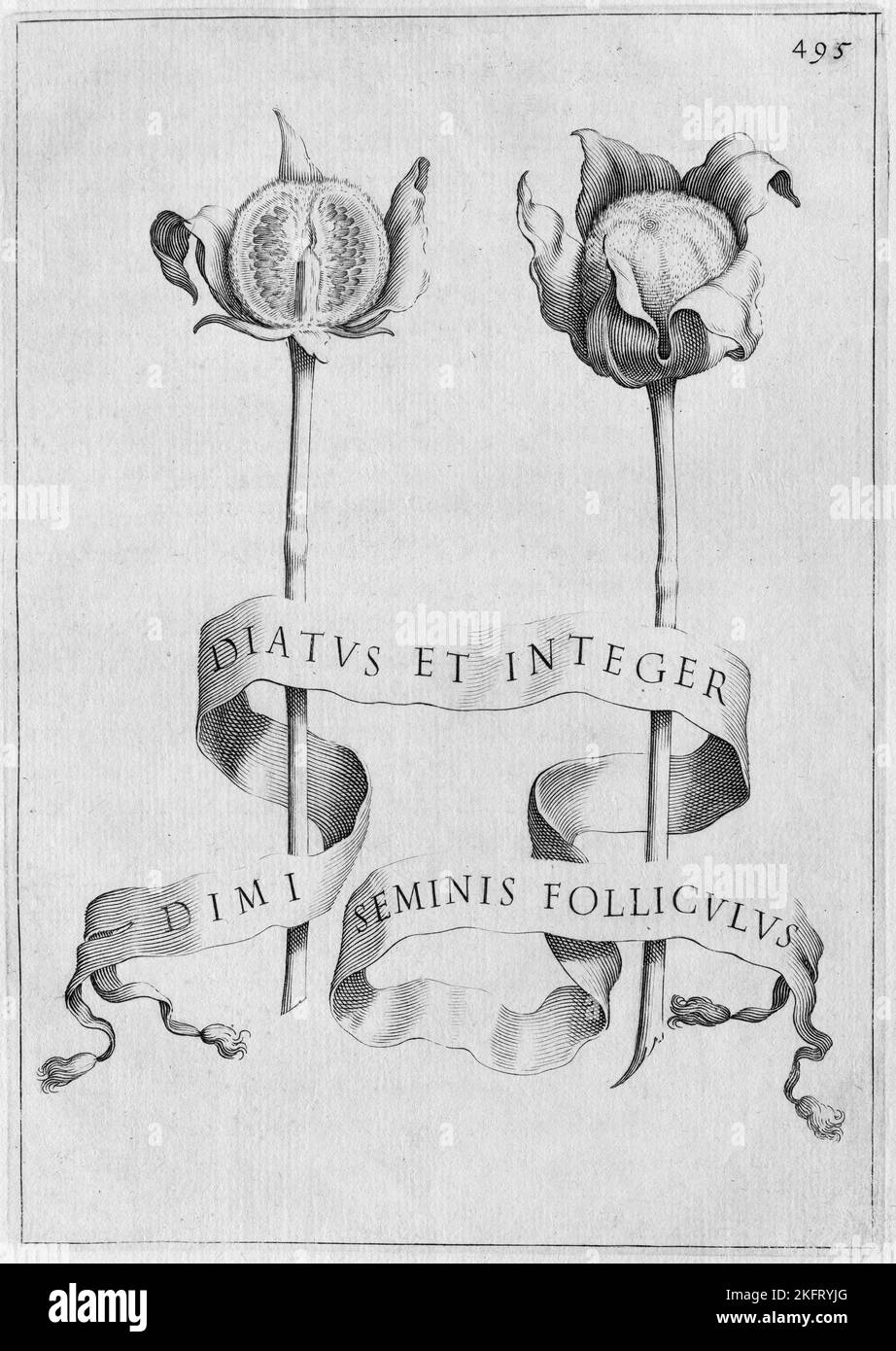 Copper engraving, from Flora over Culture di fiori by Giovanni Battista