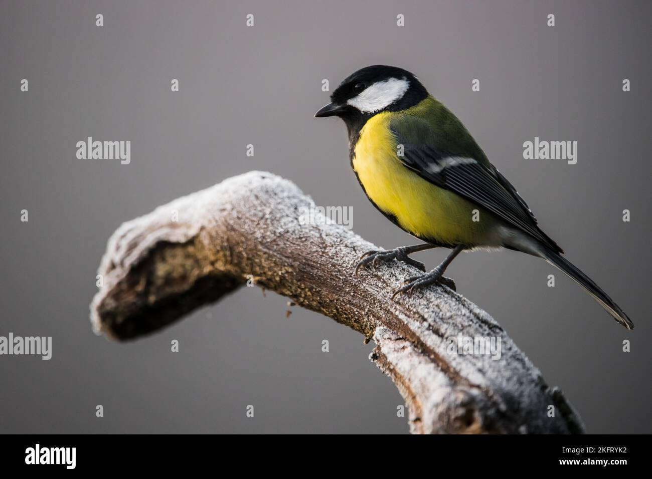 Great Tit Paerus Major Sitting On A Branch Close Up Podkarpackie great-tit-paerus-major-sitting-on-a-branch-close-up-podkarpackie