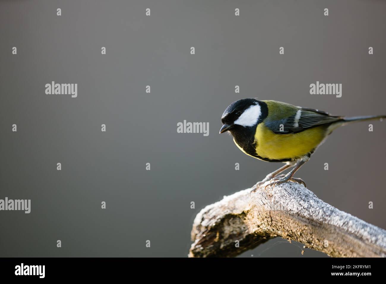 Great Tit Paerus Major Sitting On A Branch Close Up Podkarpackie great-tit-paerus-major-sitting-on-a-branch-close-up-podkarpackie