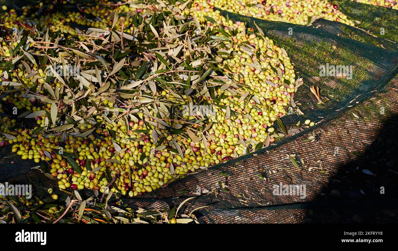 Olive harvest hires stock photography and images Alamy
