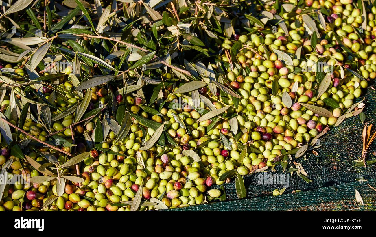 Olives (olivae), olive harvest, harvested olives, closeup, green net