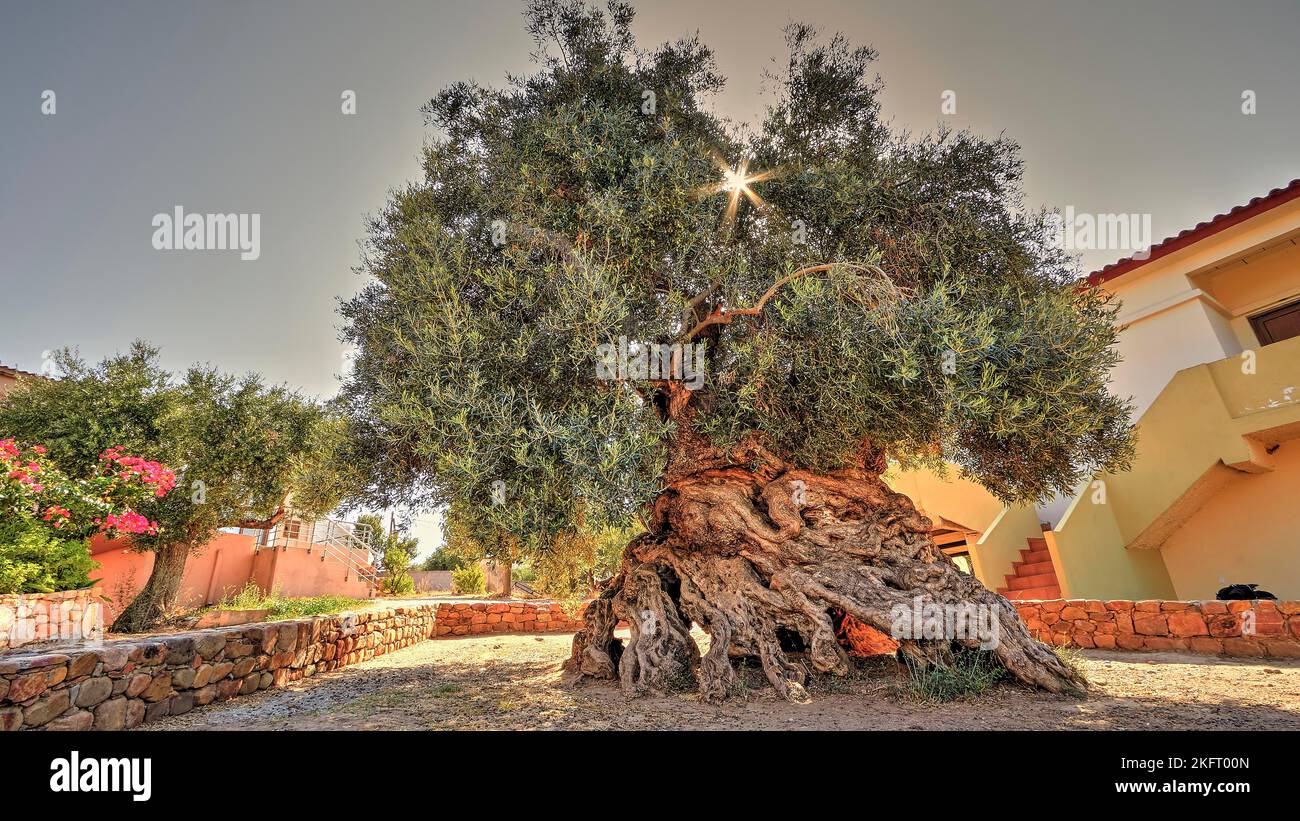 Olives (olivae), olive tree, oldest olive tree in Crete, oldest olive ...