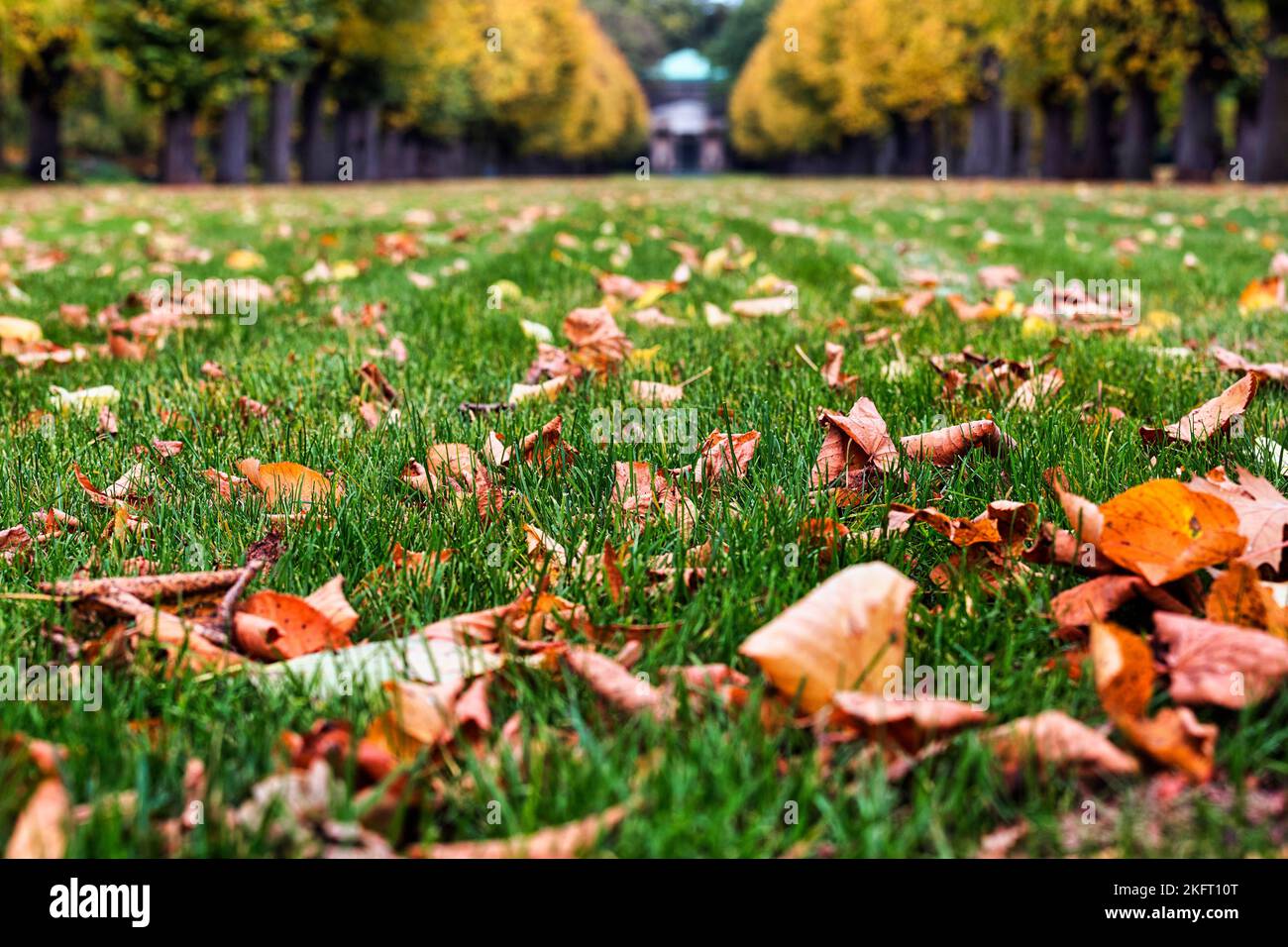 Autumn leaves in a meadow, dreary weather, Berggarten, Herrenhäuser Gardens, Hanover, Lower Saxony, Germany, Europe Stock Photo