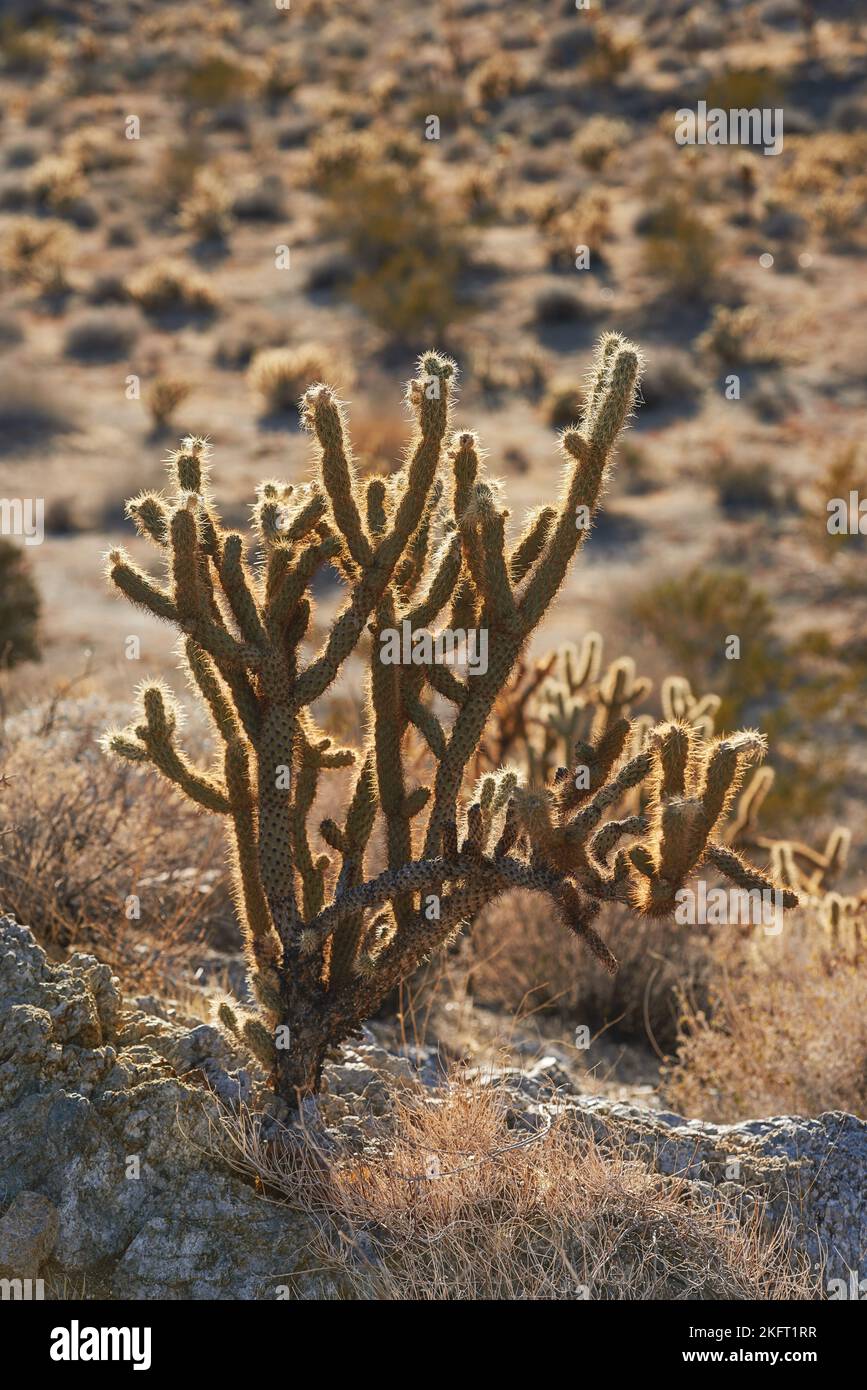 Ganders Cholla Cactus - Cylindropuntia ganderi. Ganders Cholla Cactus (Cylindropuntia ganderi) in the Anza-Borrego Desert in Southern California, USA. Stock Photo