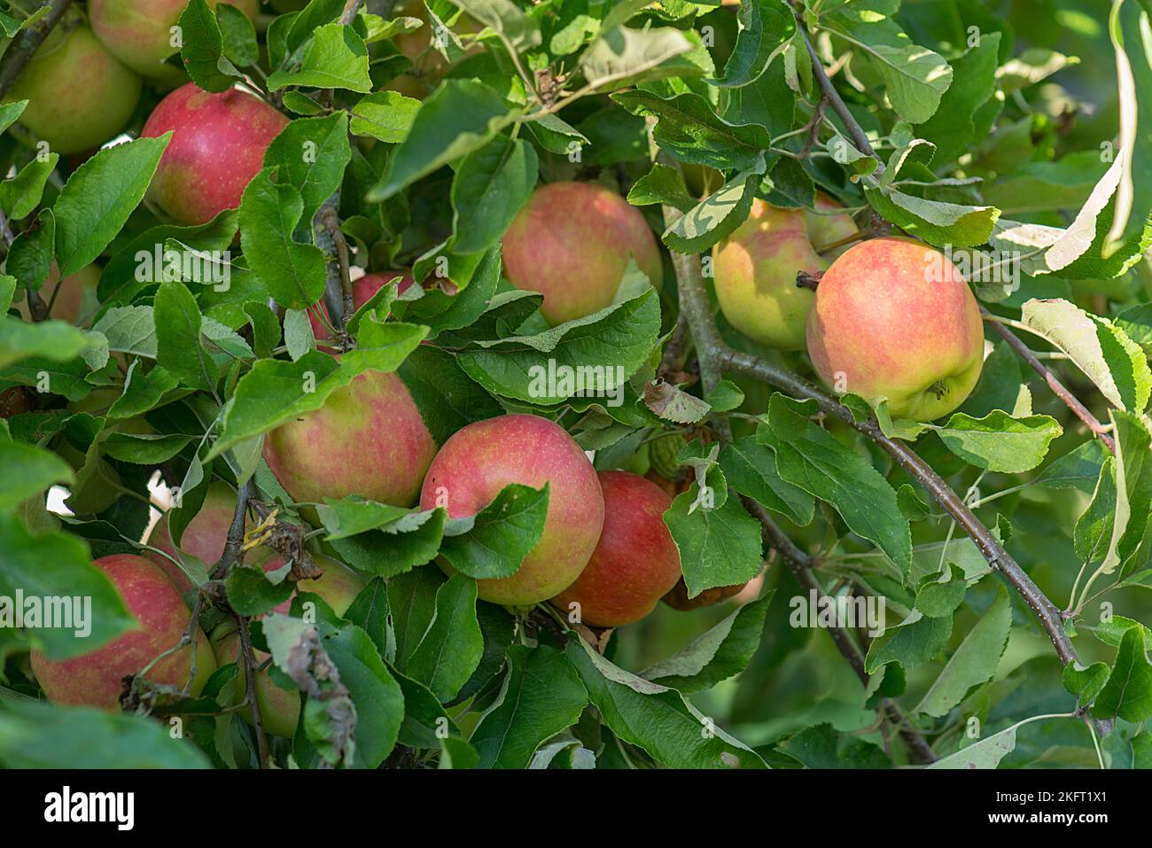 Organic apples growing on an apple tree, Bavaria, Germany, Europe Stock  Photo - Alamy