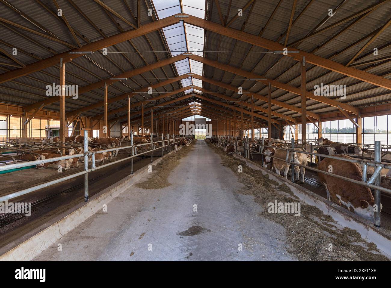 Modern, spacious box free stall barn for free-range cows, Bavaria, Germany, Europe Stock Photo