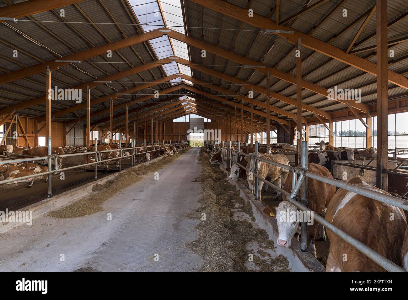 Modern, spacious box free stall barn for free-range cows, Bavaria, Germany, Europe Stock Photo