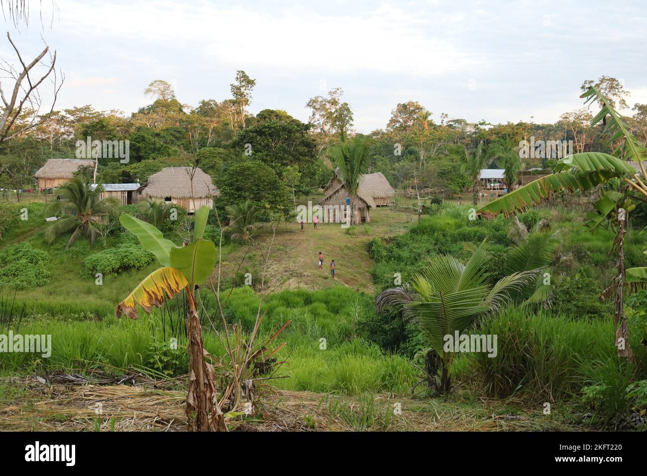 Indigenous people, view of the traditional houses with thatched roofs in the Huni Kuin indigenous village in the Amazon rainforest, Acre, Brazil, Sout Stock Photo