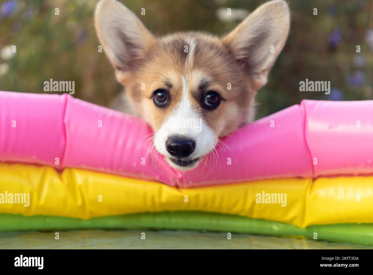 Portrait of adorable welsh pembroke corgi puppy putting snout on colorful inflatable pool in summer, looking at camera, playing in the yard. Domestic Stock Photo