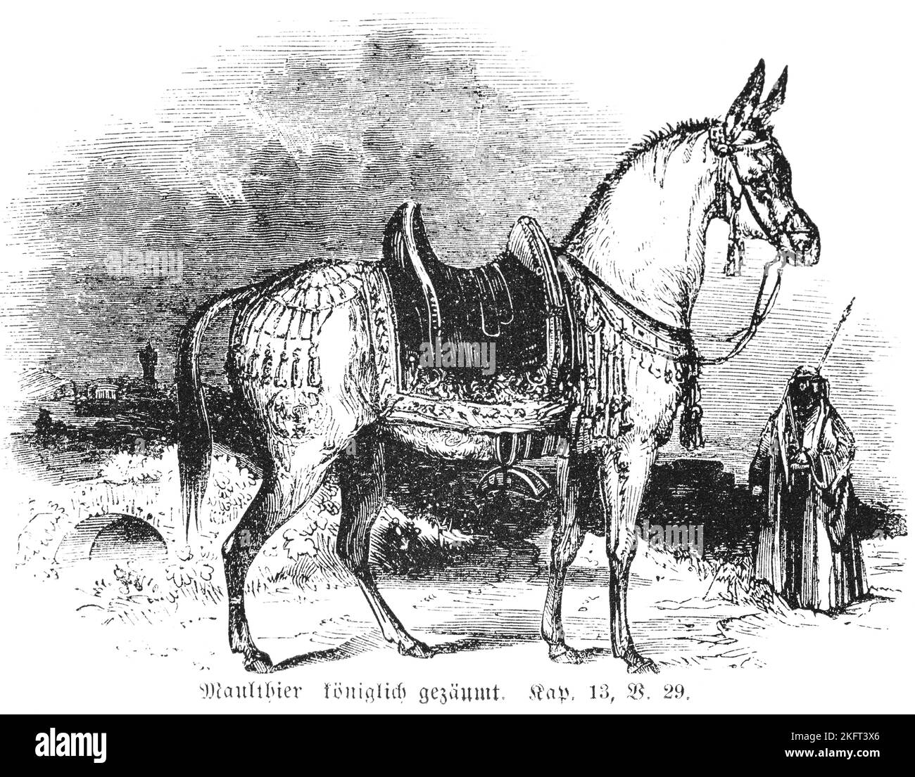 Mule royally bridled, mule, ass, saddle, reins, cloth, riding, noble