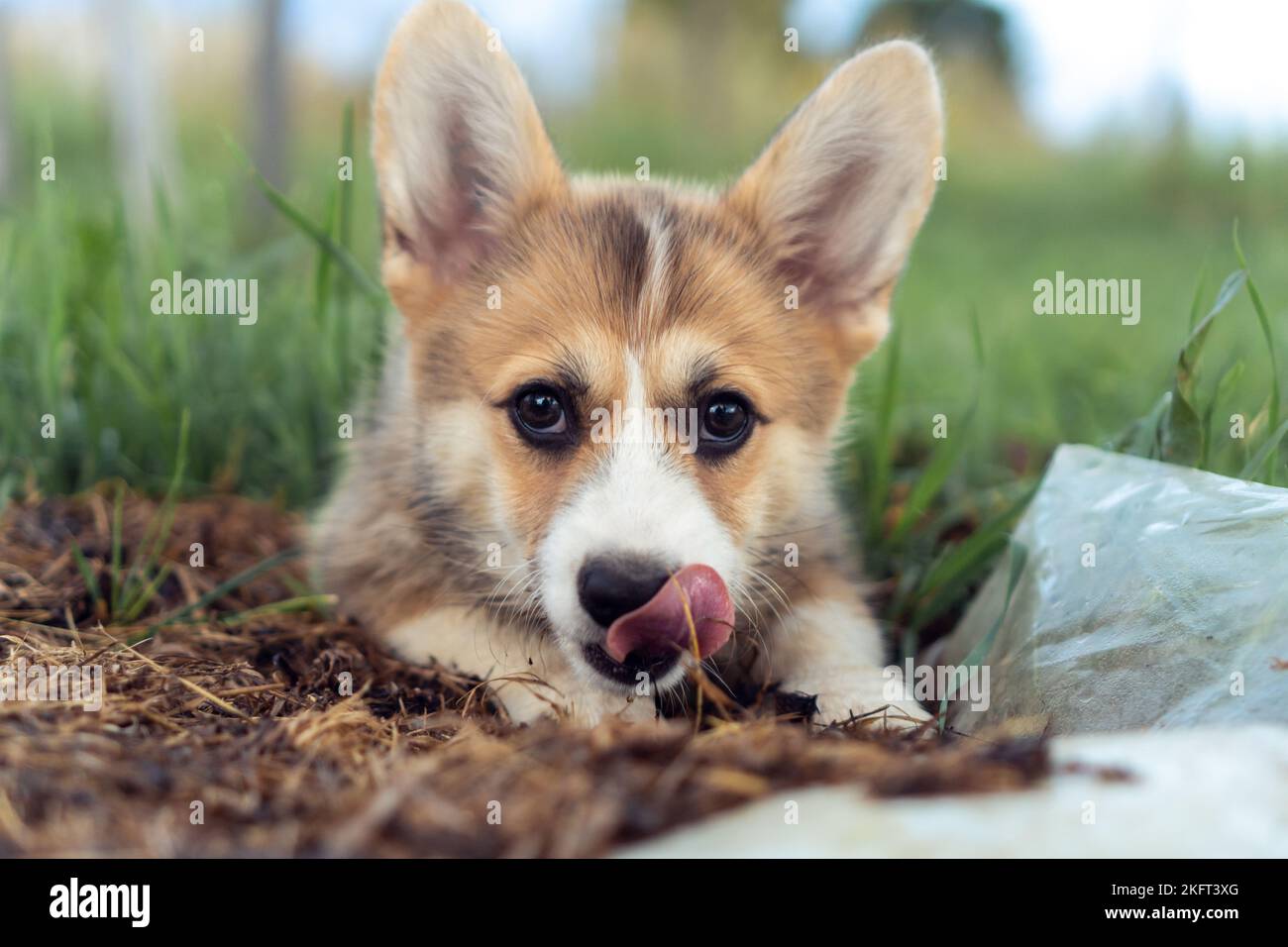 Portrait of charming welsh pembroke corgi puppy lying on the ground among grass lawn in summer, looking at camera, licking nose. Domestic animal, pet Stock Photo