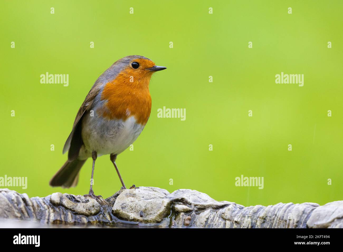 European Robin [ Erithacus rubecula ] perched on garden bird bath with clean out of focus green background Stock Photo