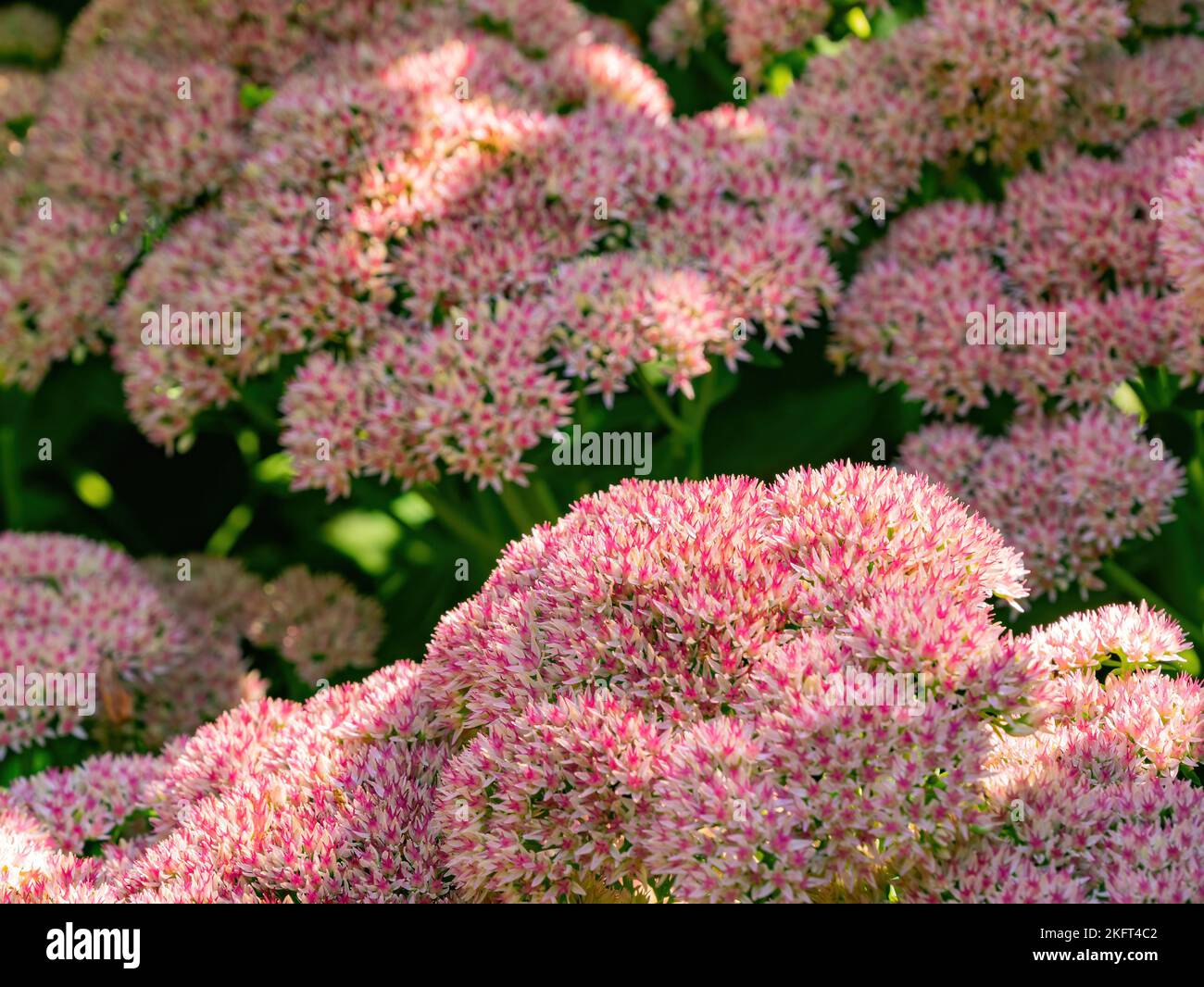 Close up shot of Hylotelephium spectabile blossom at New York Stock Photo