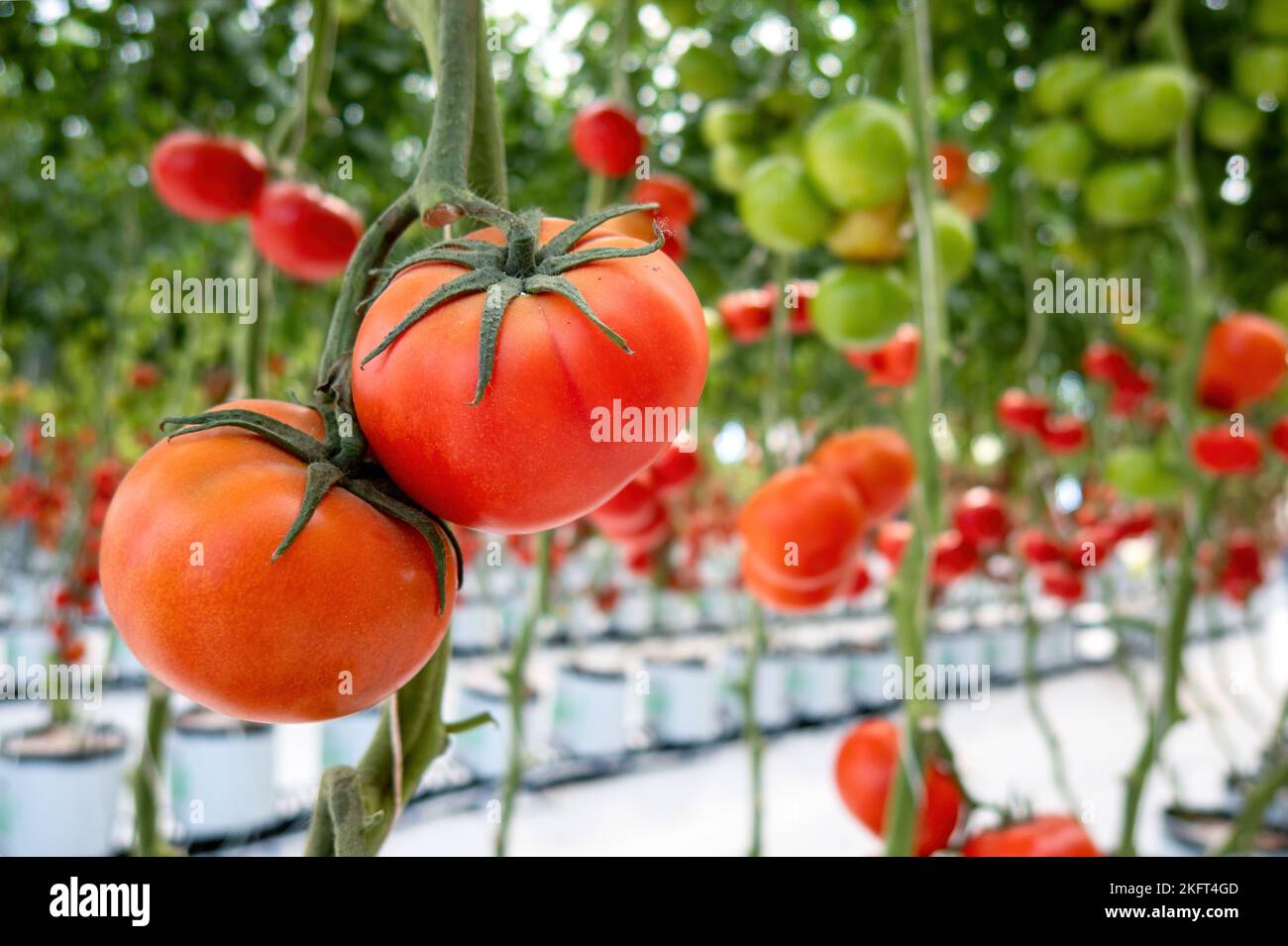 A beautiful red ripe tomatoes grown in a greenhouse Stock Photo - Alamy