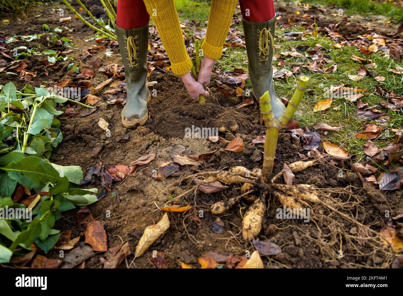 Jobs autumn garden storing tubers hires stock photography and images