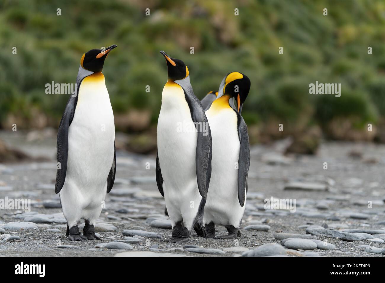 3 separated king penguins (APTENODYTES PATAGONICUS) on South Georgia in their natural environment Stock Photo
