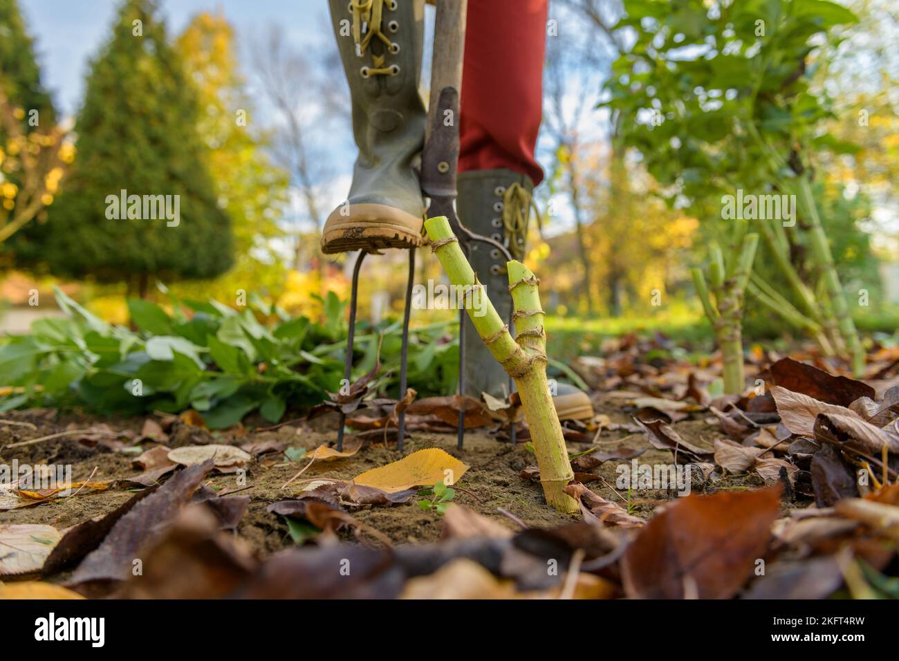 Woman digging up dahlia plant tubers using pitchfork, preparing them