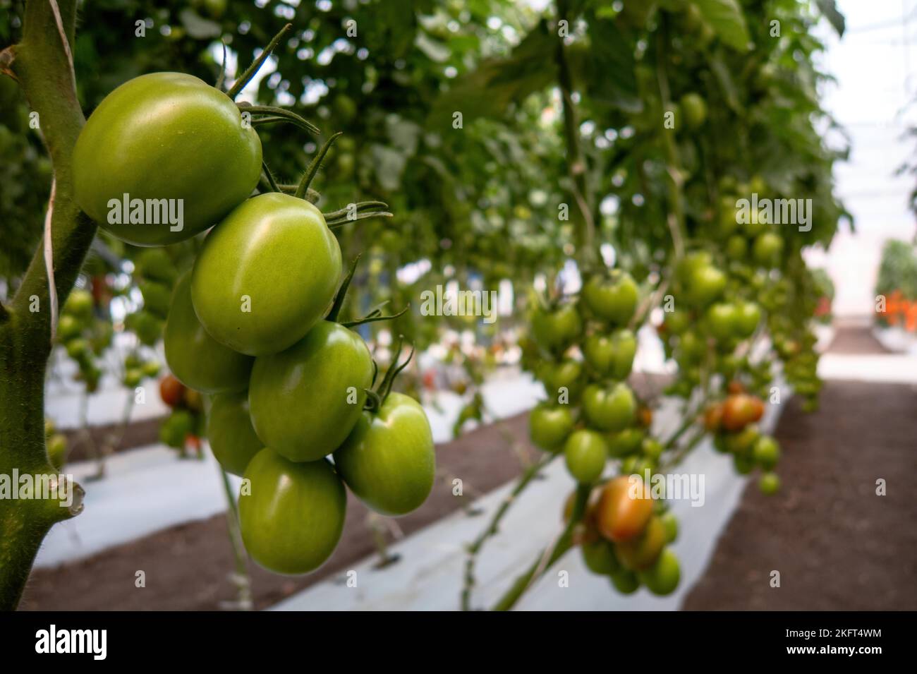 A beautiful red ripe tomatoes grown in a greenhouse Stock Photo - Alamy