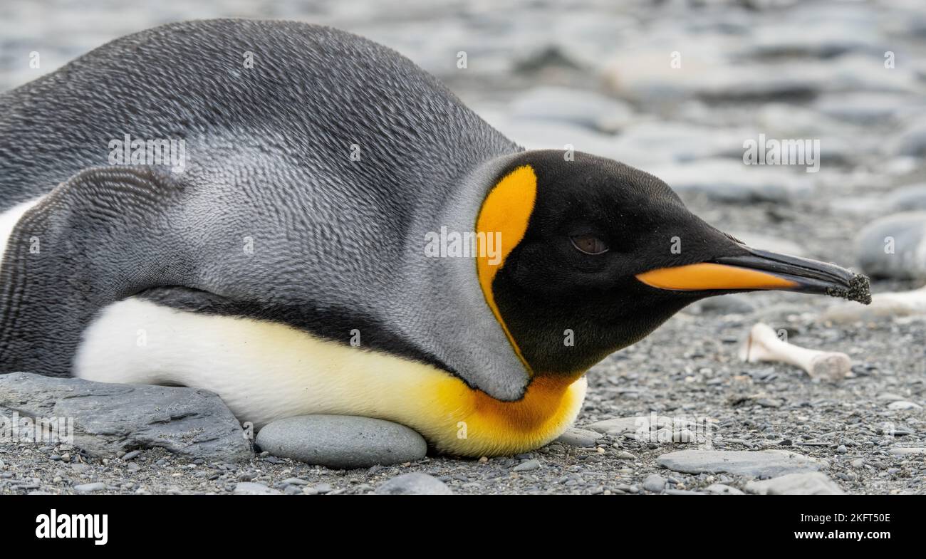 single king penguin (APTENODYTES PATAGONICUS) lies sleeping or resting on the beach of South Georgia Stock Photo