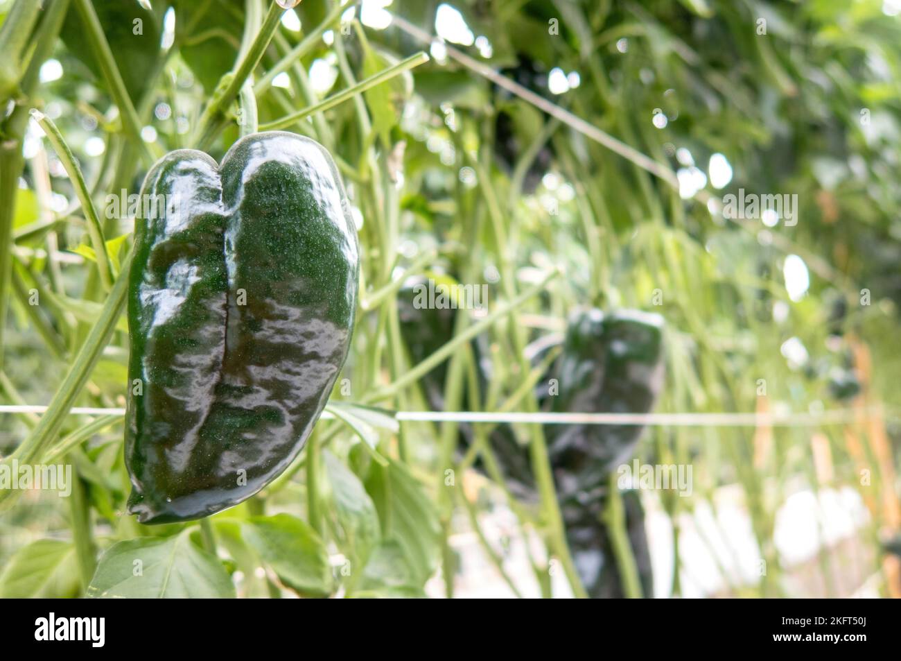 A poblano peppers growing in a greenhouse Stock Photo Alamy