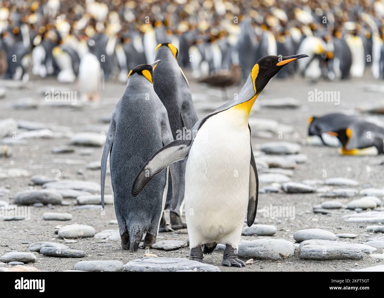 3 separated king penguins (APTENODYTES PATAGONICUS) on South Georgia in their natural environment Stock Photo