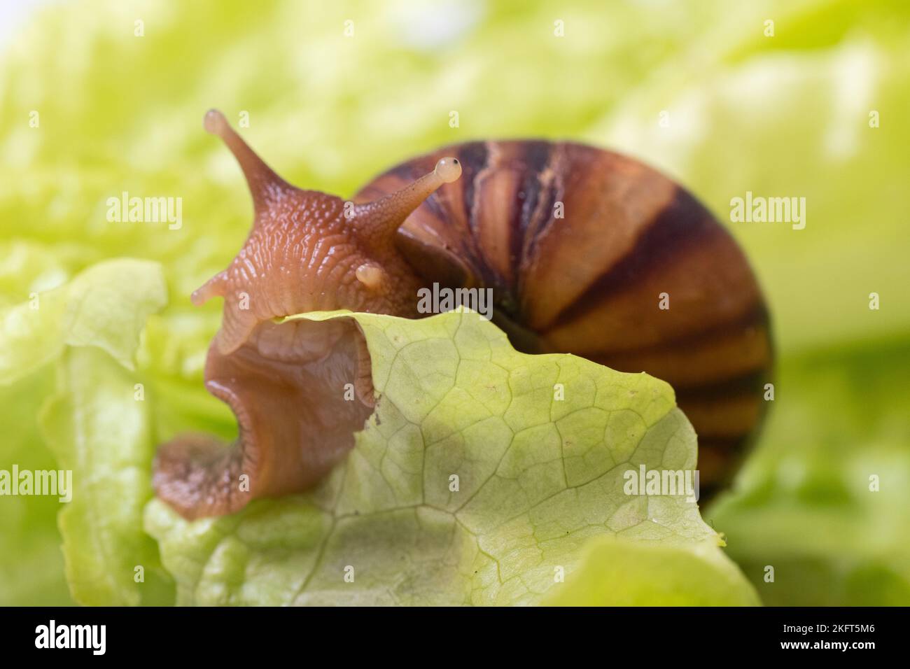 Little Achatina snail eating a lettuce or herb leaf, close-up, selective focus, copy space. Can be used to illustrate the harm of snails for gardening Stock Photo
