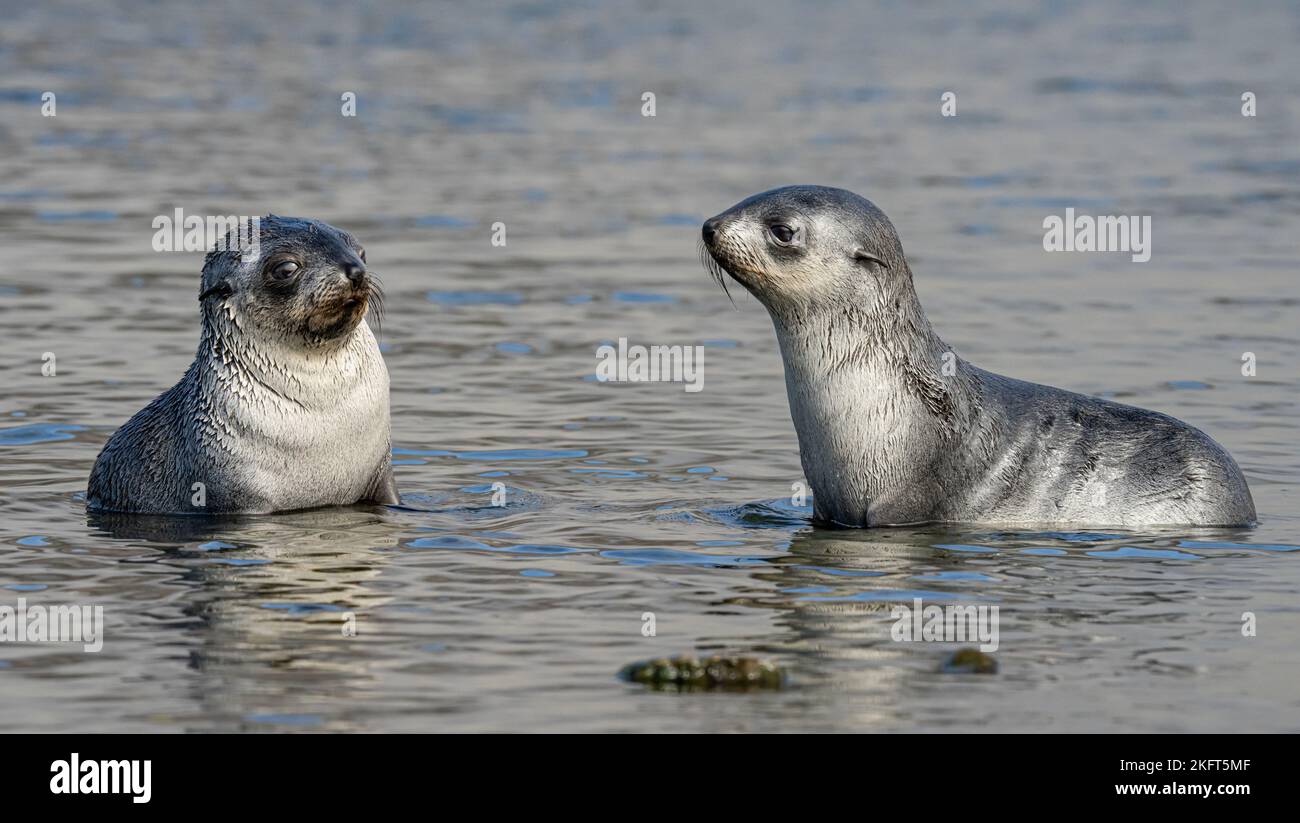 2 young pretty Antarctic fur seals / Antarctic fur seal babies