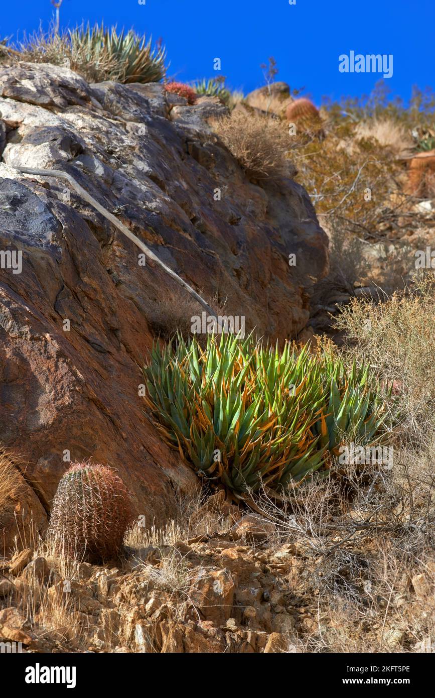 Californian desert - Anza-Borrego. Anza-Borrego Desert State Park, Southern California, USA. Stock Photo