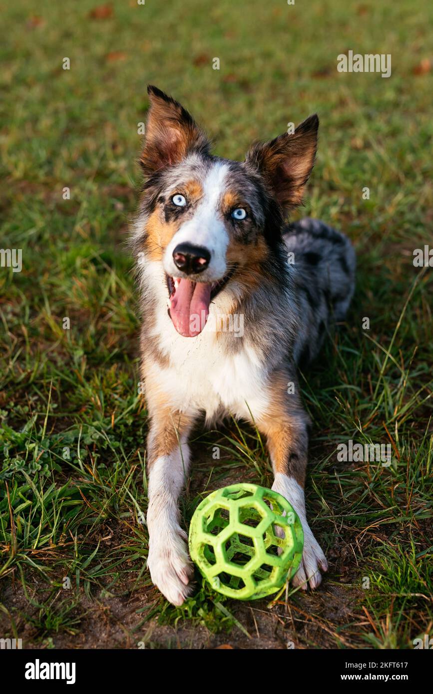 From above of purebred dog looking at camera while lying with toy plastic ball on grassy meadow in summertime Stock Photo