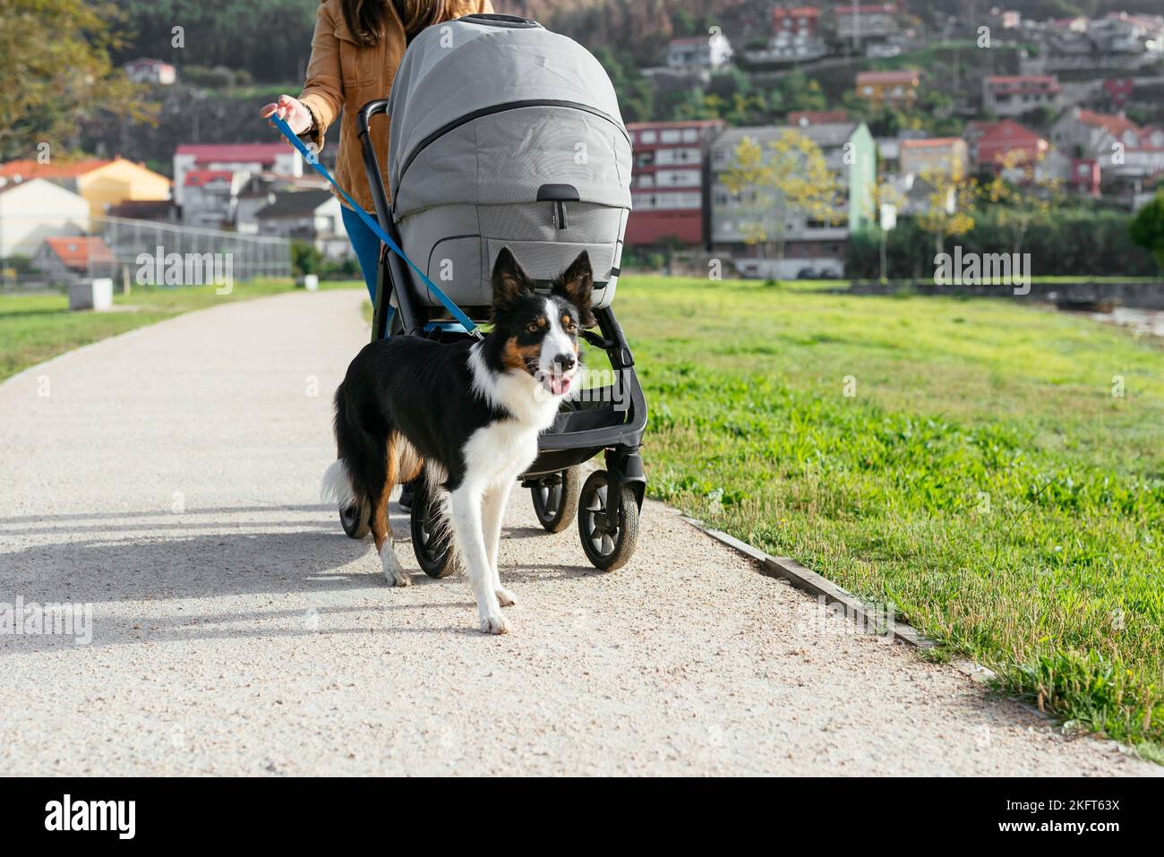 Anonymous woman in casual clothes walking with Border Collie and baby carriage on walkway in park on sunny day Stock Photo