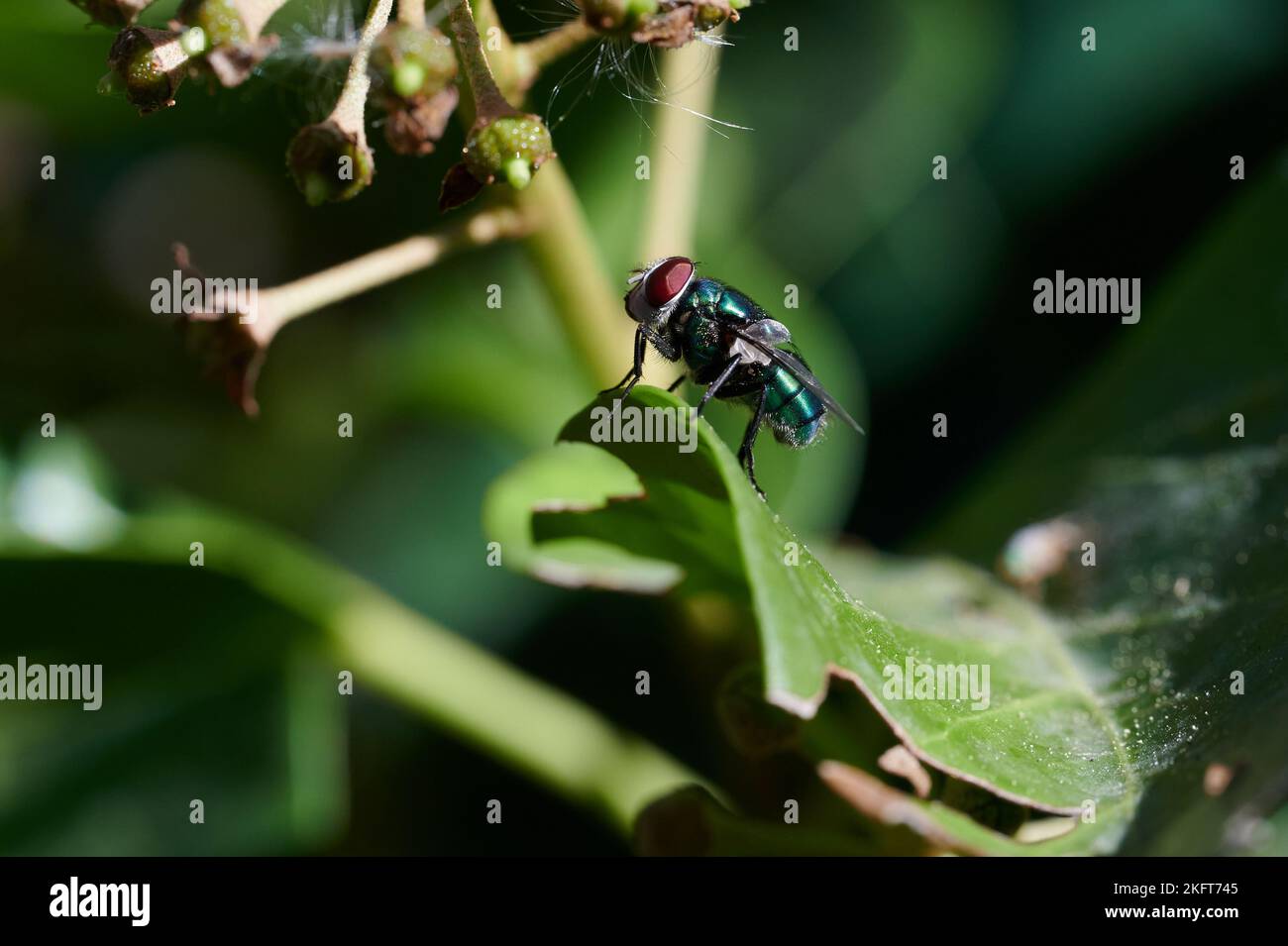 Closeup of fly sitting on green leaf of plant near cobwebs against blurred background Stock Photo