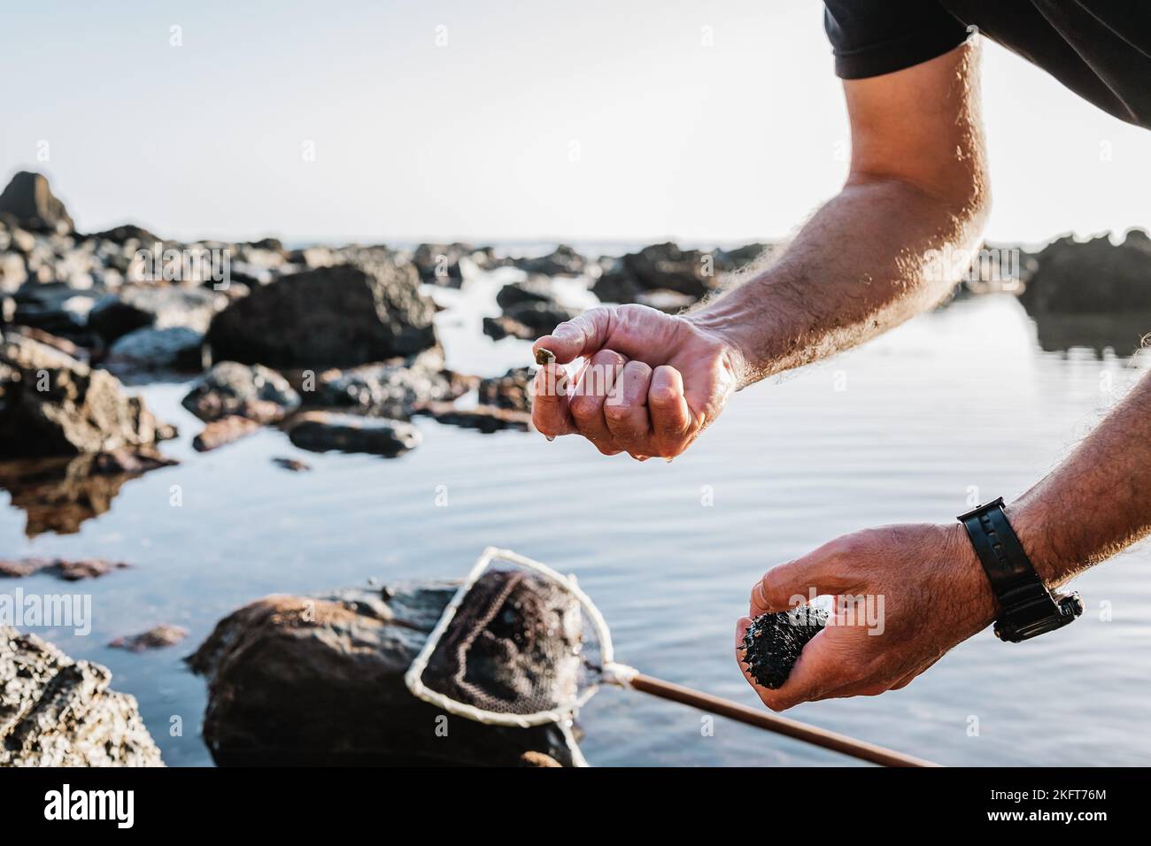 Faceless male holding caught Cucumaria and small stone while searching for wild marine creatures in shallow water of sea Stock Photo