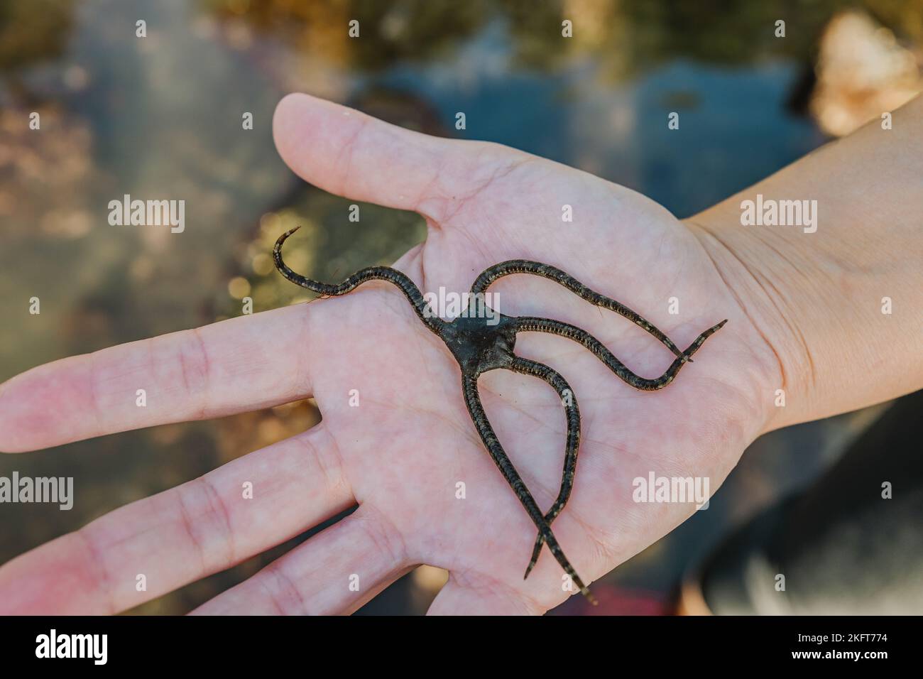 From above crop male hand demonstrating marine serpent star of black color caught in shallow water of sea Stock Photo