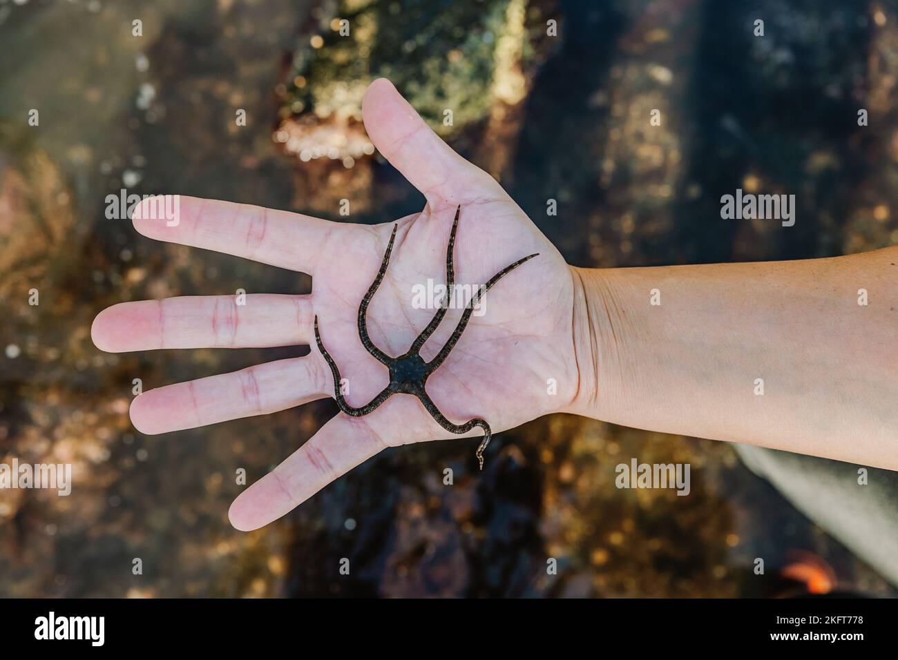 From above crop male hand demonstrating marine serpent star of black color caught in shallow water of sea Stock Photo