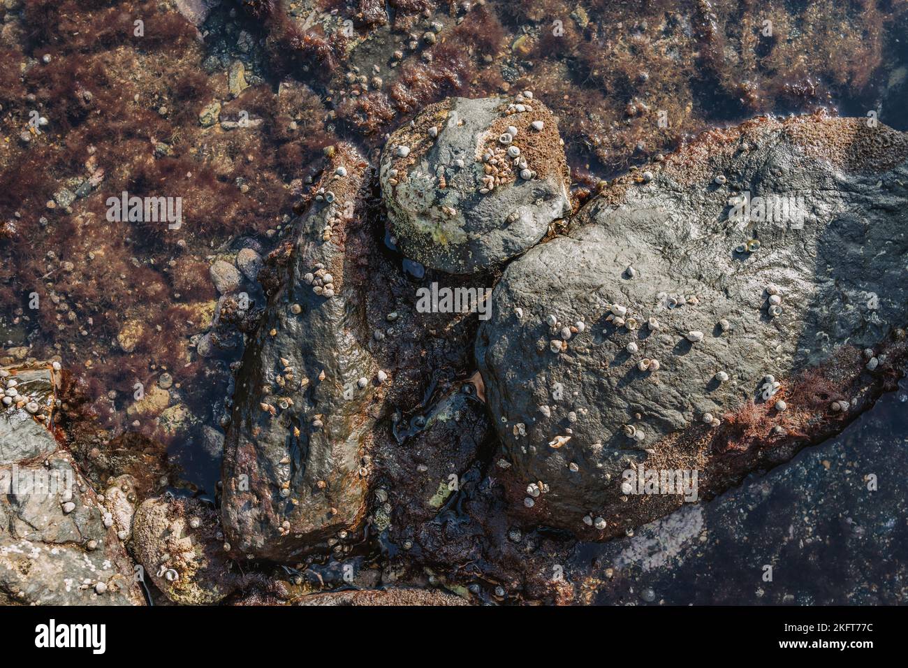 Above Rocks From above abstract textured surface of overgrown rocks on coastline ...